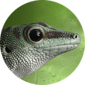 GeckoLinux GeckoLinux